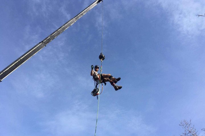 Certified climber rigging a tree removal