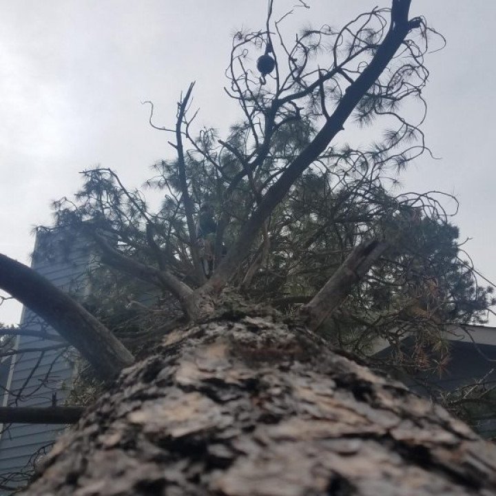 Tree Trimming & Pruning in Colorado Springs by Garrett Tree Service