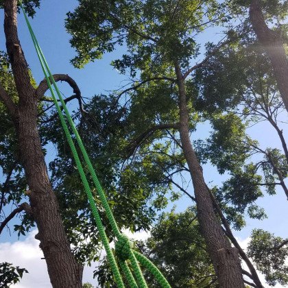 Tree Removal in Colorado Springs by Garrett Tree Service