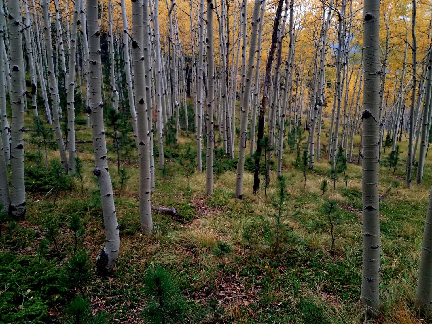 Healthy aspen stand thinned by Garrett Tree Service